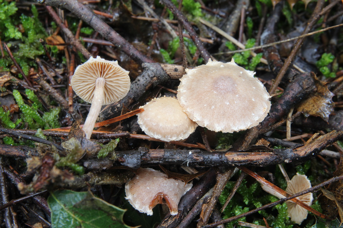 Tubaria conspersa