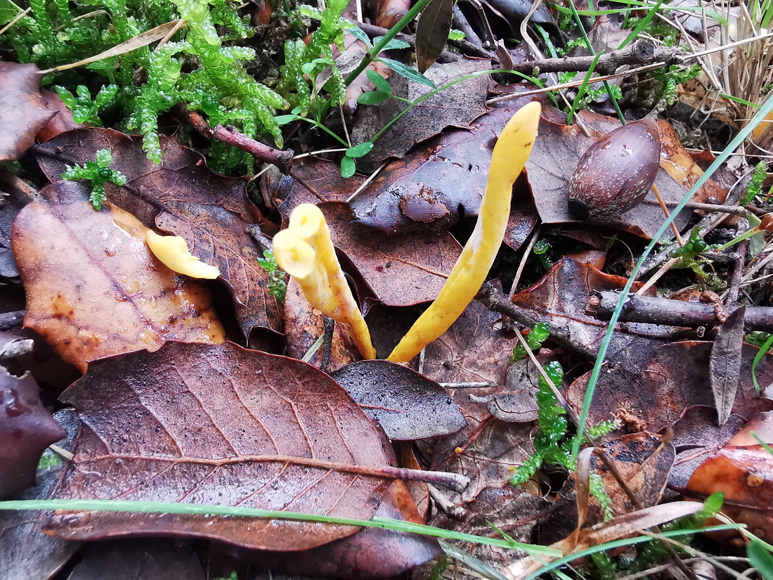 Clavulinopsis laeticolor
