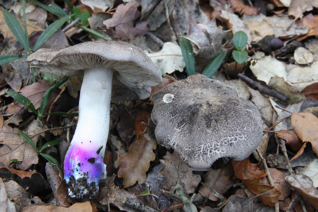 Tricholoma basirubens