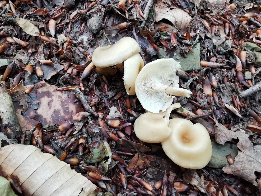 Clitocybe brumalis