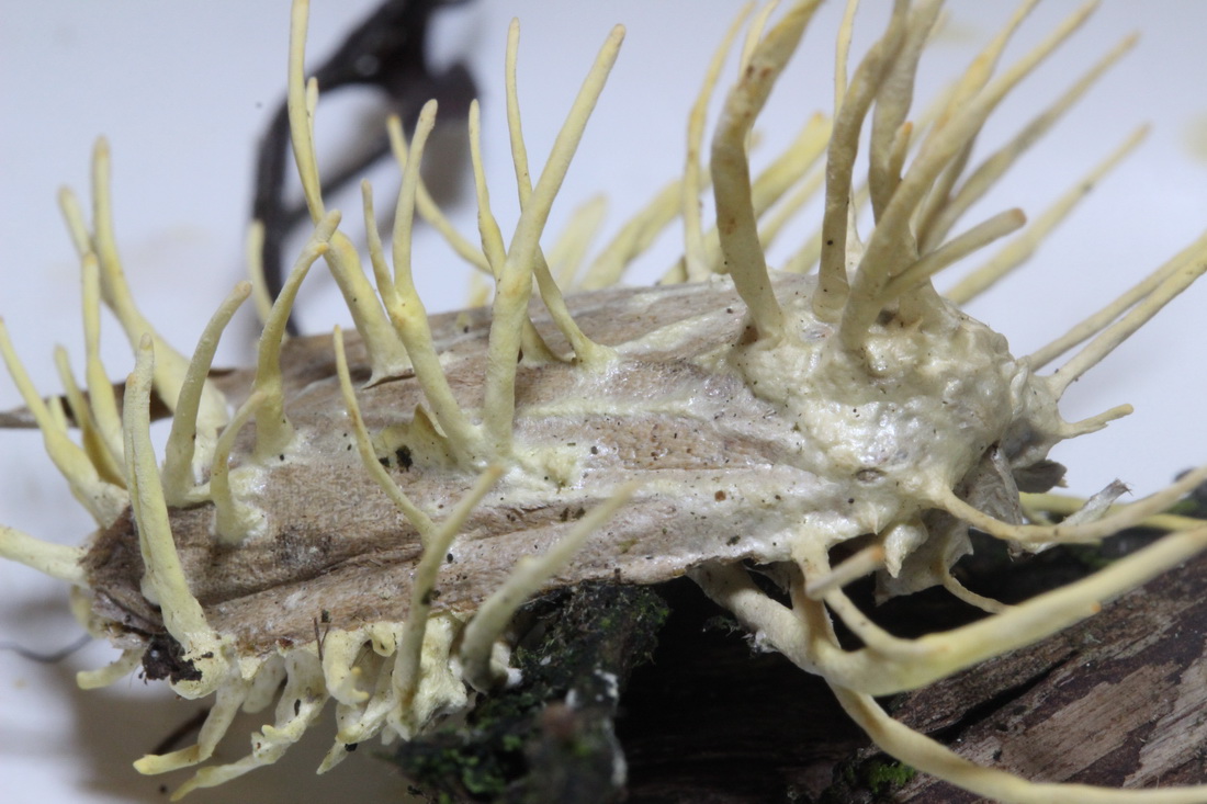 Akanthomyces tuberculatus