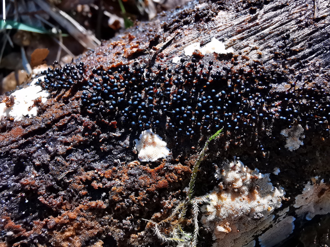 Trichia botrytis