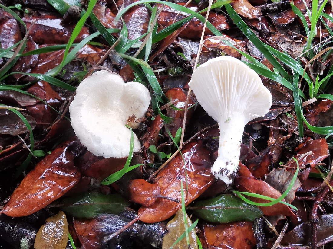 Leucopaxillus cutefractus