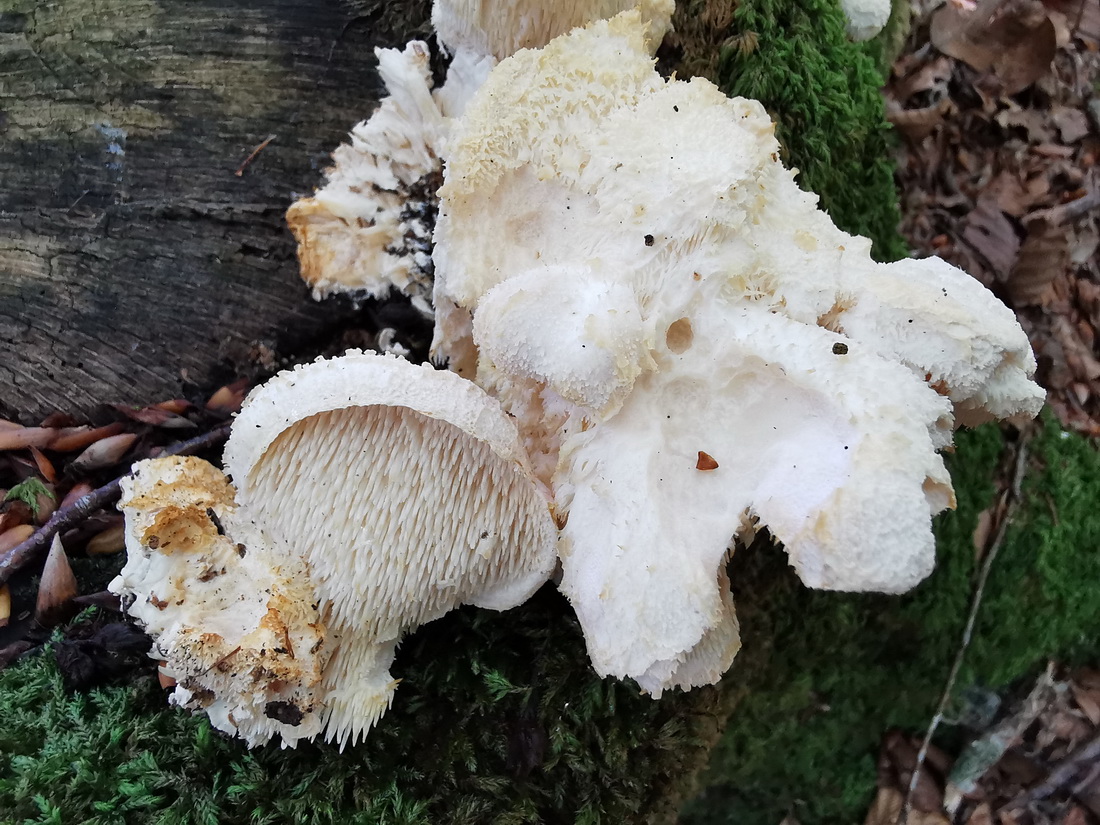 Hericium cirrhatum