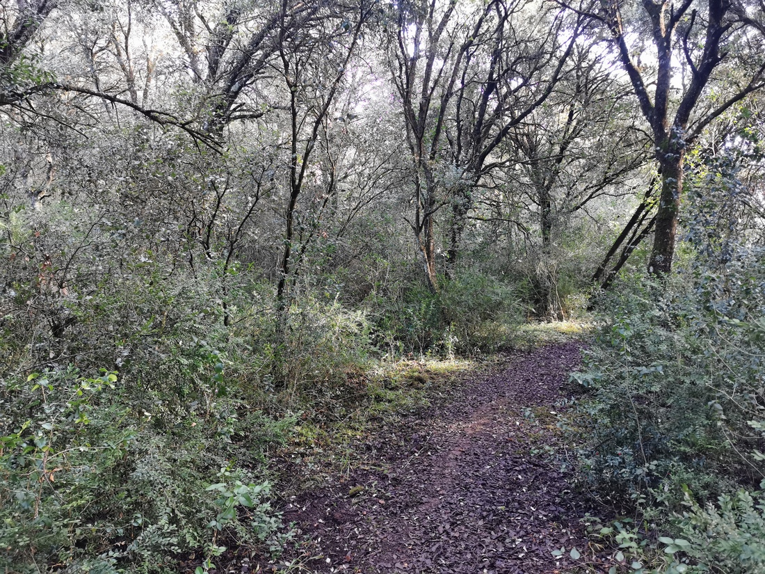 Paseo micológico primaveral por los encinares de Mendaza