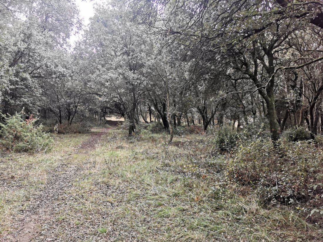 Paseo micológico primaveral por los encinares de Igúzquiza