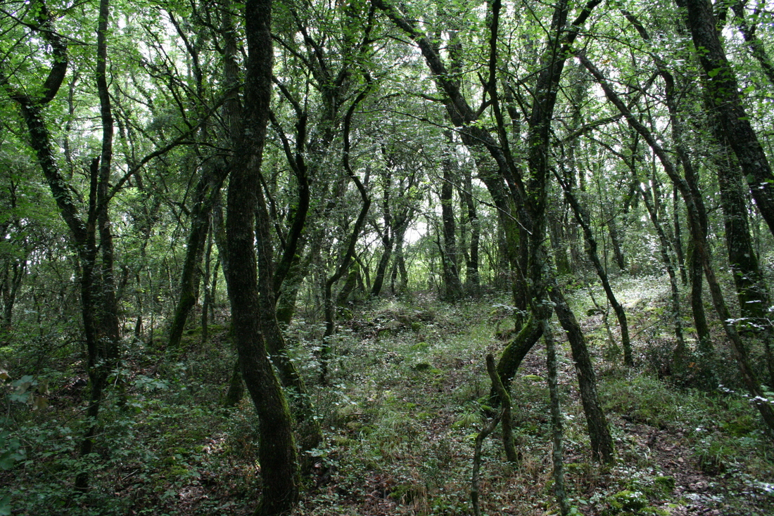 Paseo micológico primaveral por los quejigales de Lete (Valle de Iza)