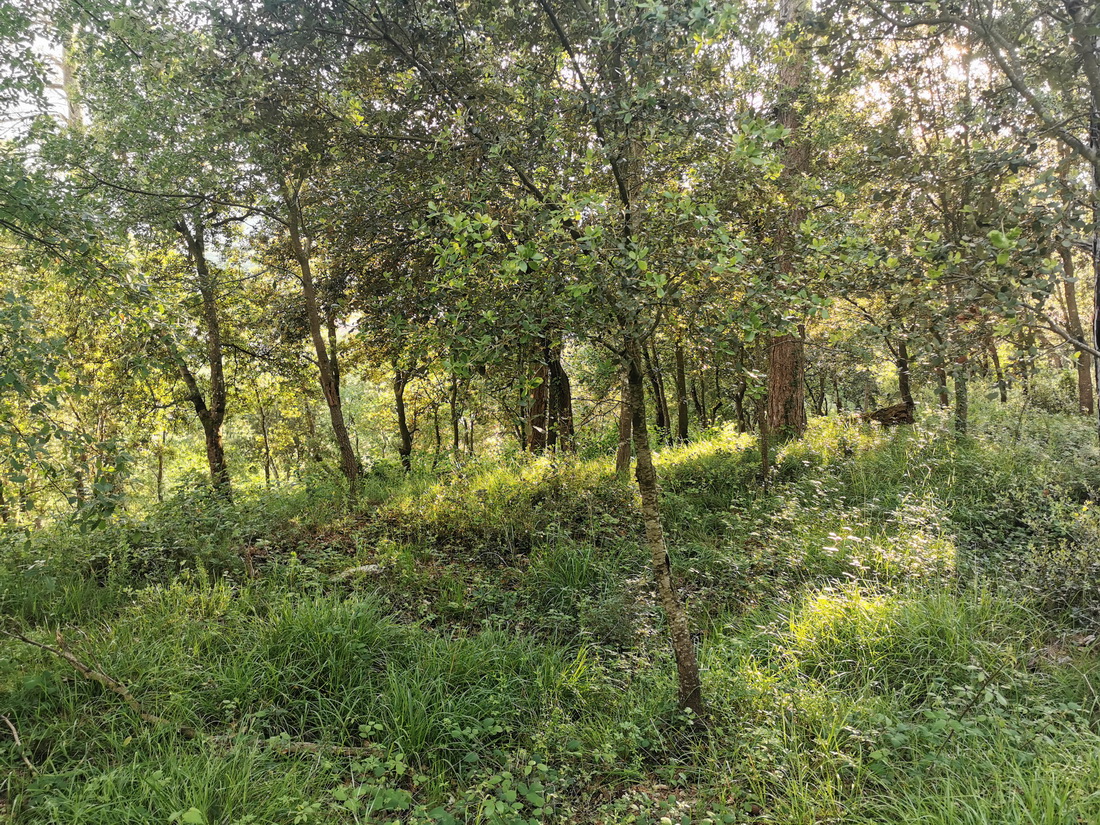 Paseo micológico primaveral por los carrascales del monte Ezcaba