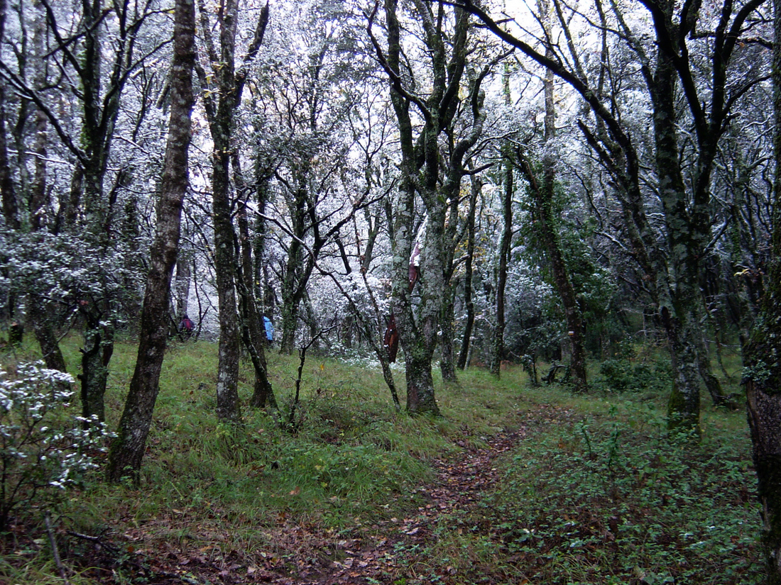 Paseo invernal por los encinares de Abárzuza