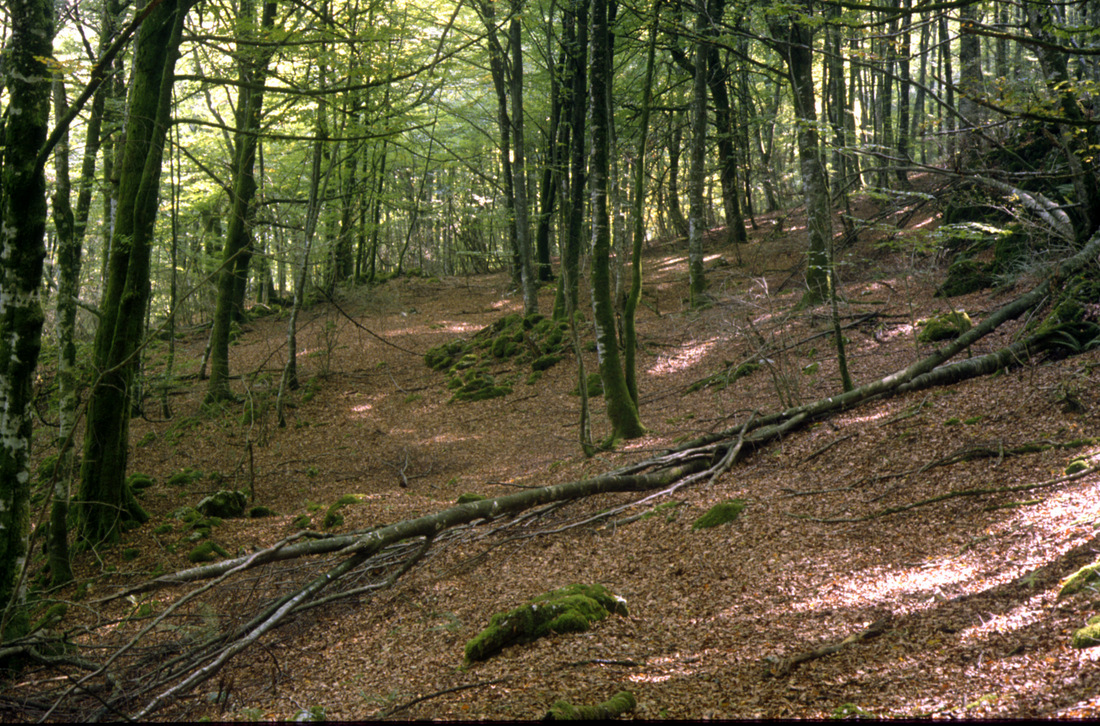 Paseo micológico otoñal por los hayedos del puerto de Belate (Ulzama)