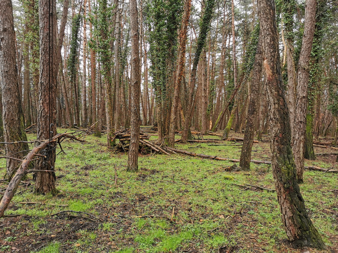 Paseo micológico primavera por los pinares de Zandio (Olaibar)