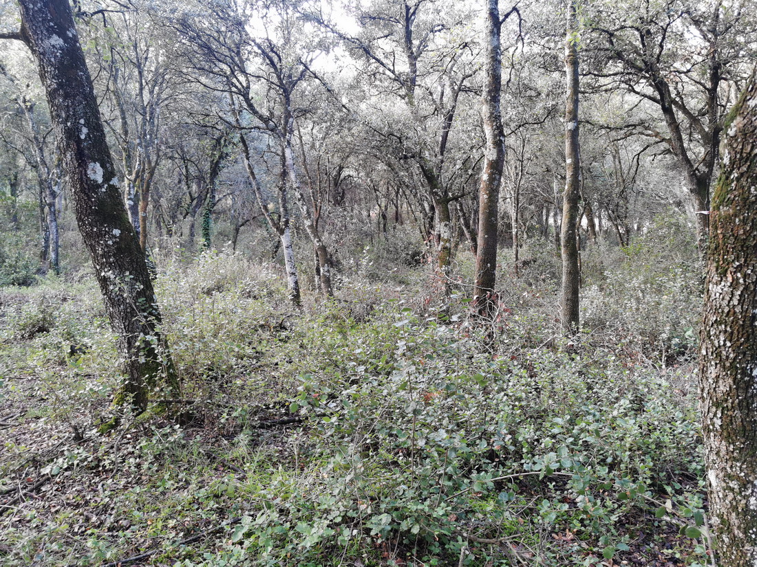 Paseo micológico invernal por los carrascales de la ladera de Montejurra (Ayegui)