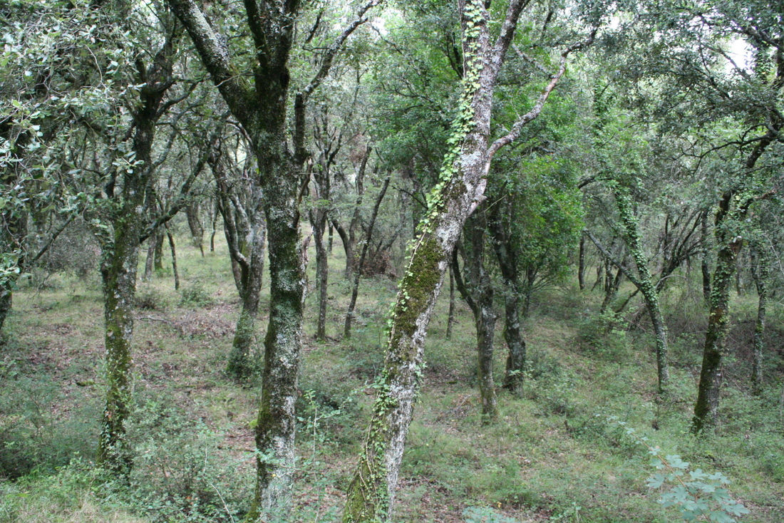 Paseo micológico otoñal por los carrascales de Uterga.